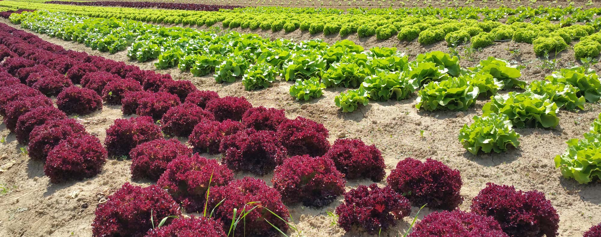 Frische Salate aus der Region Frische Salate aus der Region