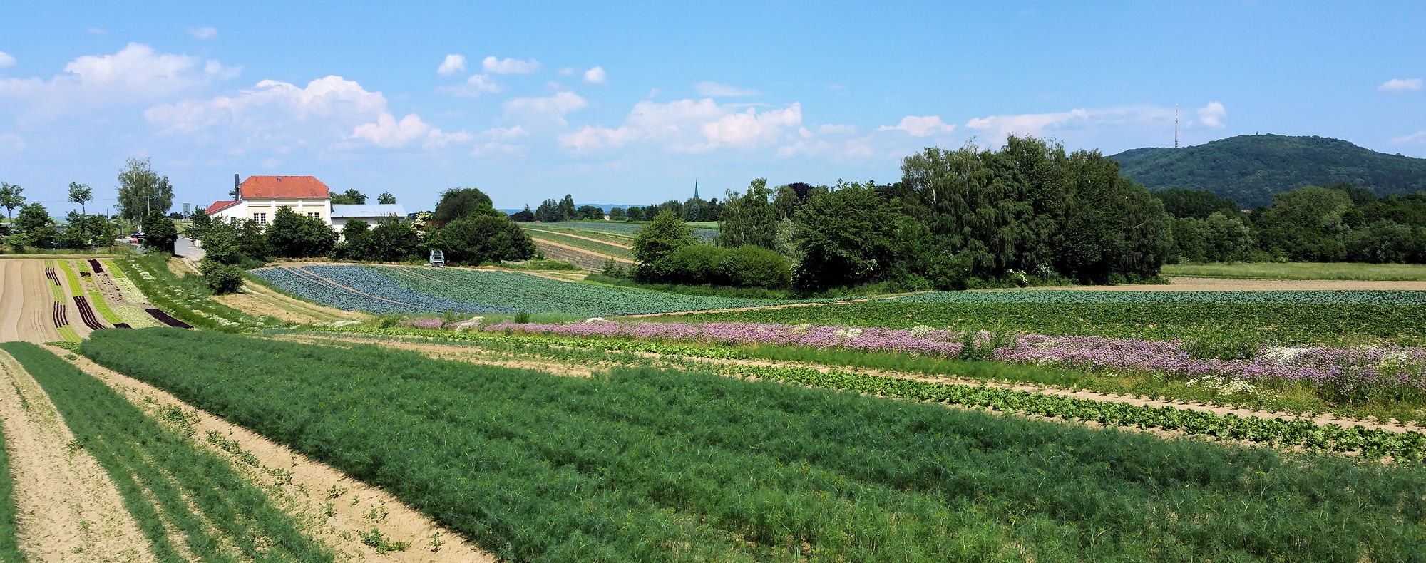 Frische Salate aus der Region