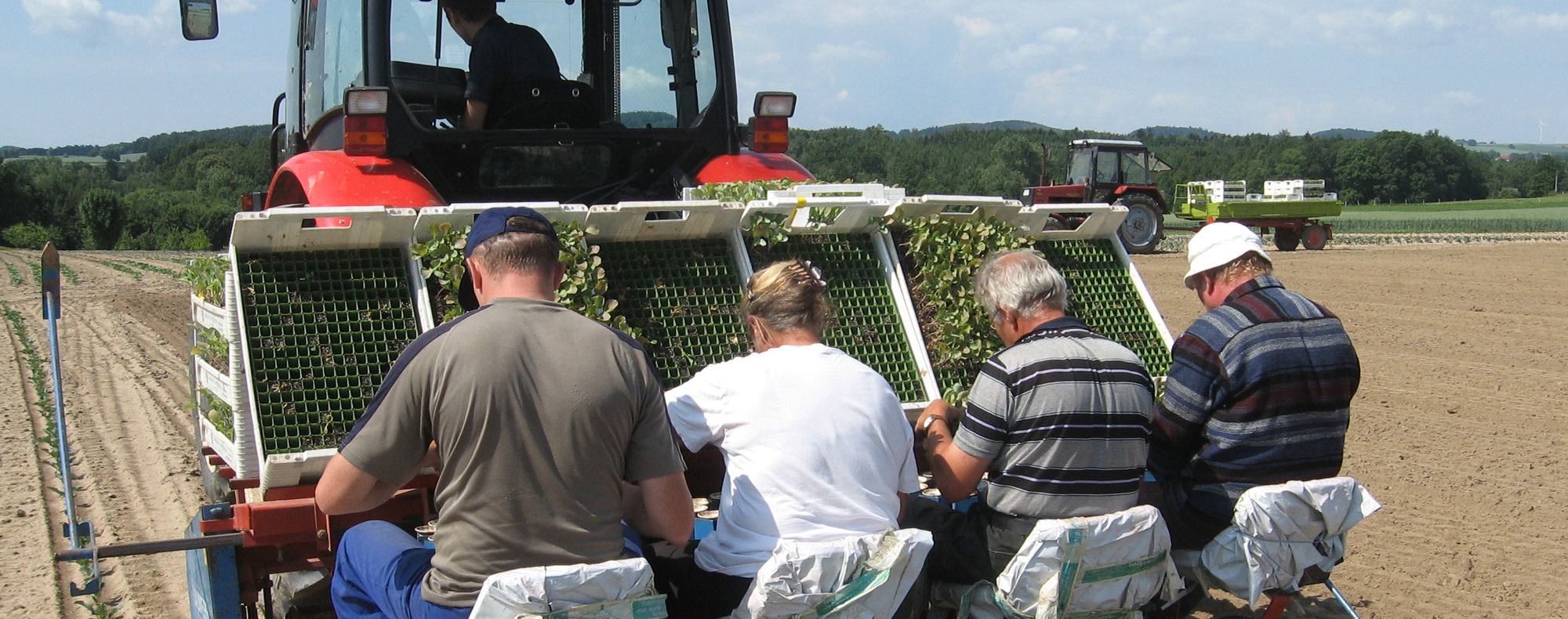 Frische Salate aus der Region